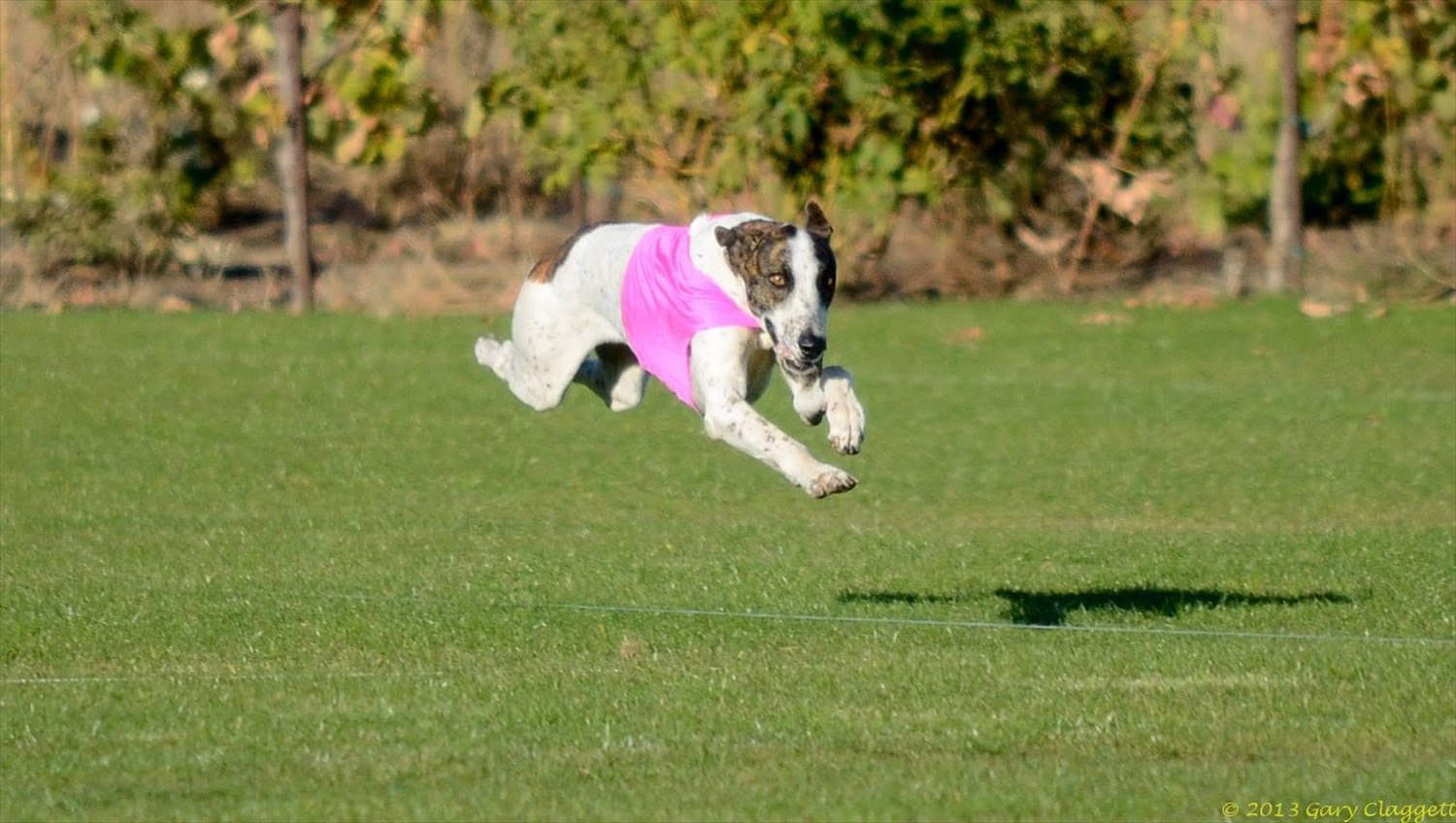 A Magyar Agár running a lure coursing field at full stretch, all four feet off the ground
